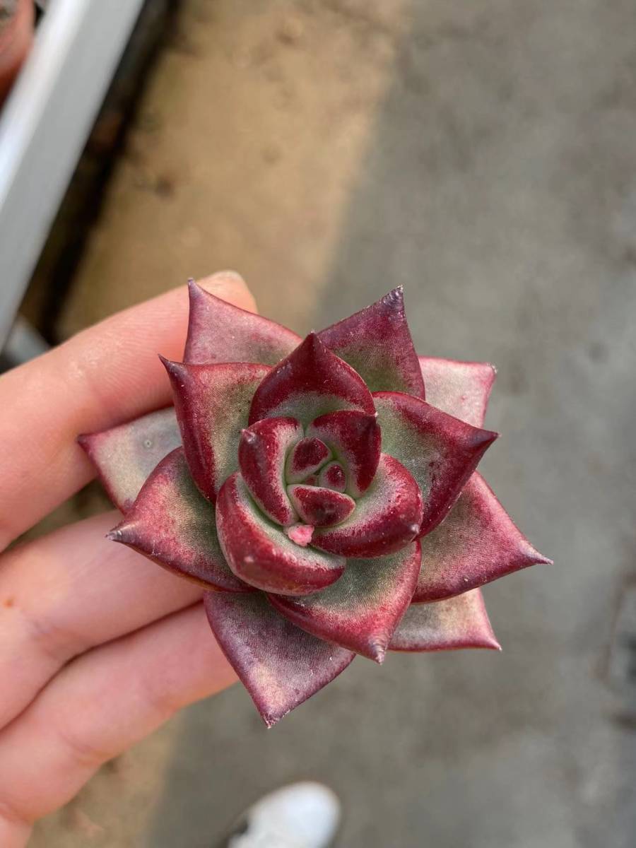 apk20 エケベリア 25個 ルビンｘ交配親不明の交配種 　多肉植物 観葉植物 超美苗