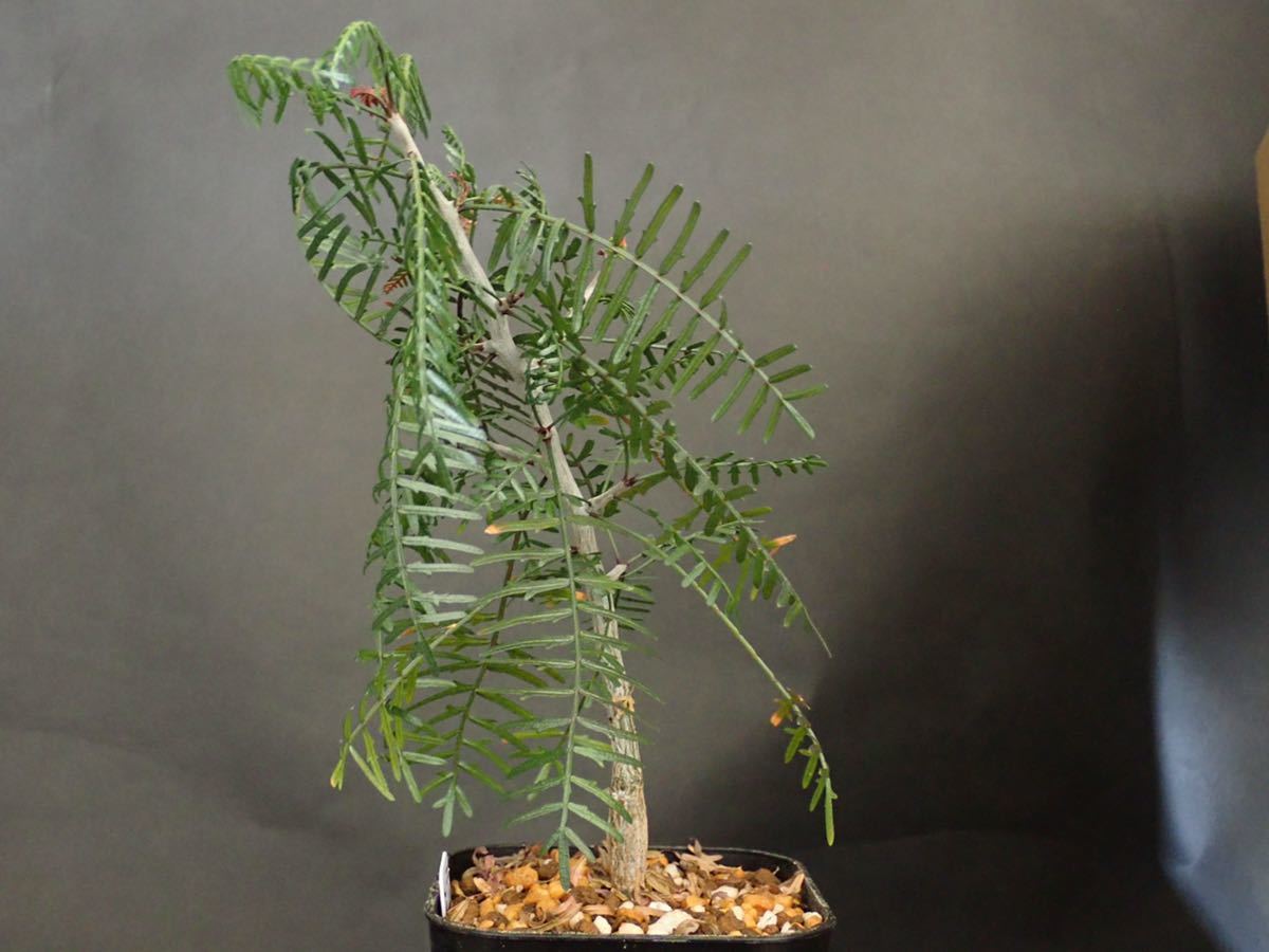 Bursera ブルセラ ミクロフィラ microphylla - 灌木 | RIMO