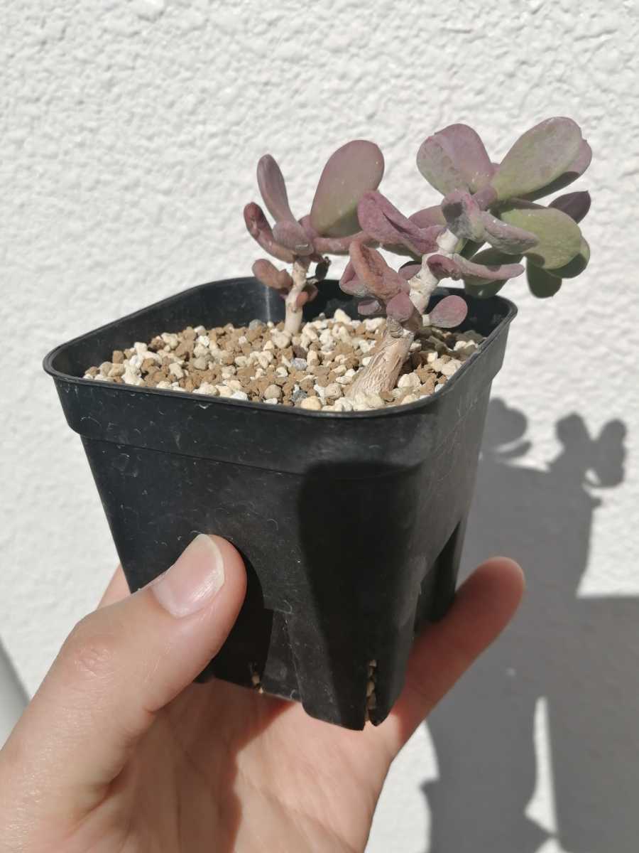 種子] ケラリア ピグマエア Ceraria pygmaea | 塊根植物 コーデックス