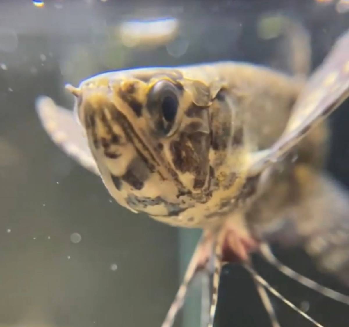 飛ぶ魚 珍魚 バタフライフィッシュ スルモール古代魚 鑑賞魚 熱帯魚 淡水魚 アロワナ 蝶々魚 小さい古代魚 その他 売買されたオークション情報 Yahooの商品情報をアーカイブ公開 オークファン Aucfan Com