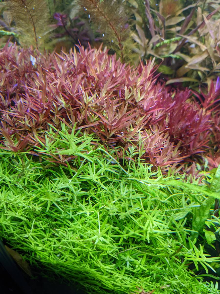 今回のみ 売切 ロタラhra Sp ７束 約２０ｃｍ 水草水槽 水草 売買されたオークション情報 Yahooの商品情報をアーカイブ公開 オークファン Aucfan Com