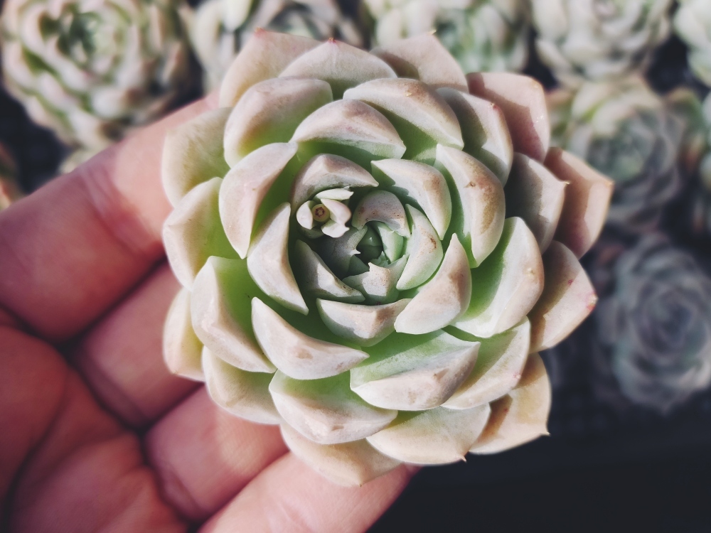 韓国苗♪ノーブル♪カット苗♪ 韓国苗♪ノーブル♪カット苗♪ 韓国苗♪ノーブル♪カット苗♪