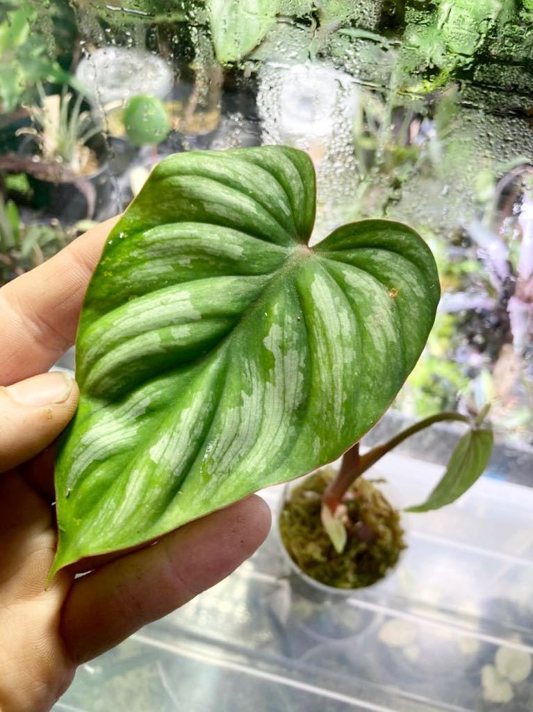 Philodendron Sodiroi A 葉柄ひだひだのおばけフィロデンドロン サトイモ科草本 アンスリウム 観葉植物 売買されたオークション情報 Yahooの商品情報をアーカイブ公開 オークファン Aucfan Com Philodendron Sodiroi A 葉柄ひだひだのおばけフィロデンドロン サトイモ科草本 アンスリウム 観葉植物 売買されたオークション情報 Yahooの商品情報をアーカイブ公開 オークファン Aucfan Com