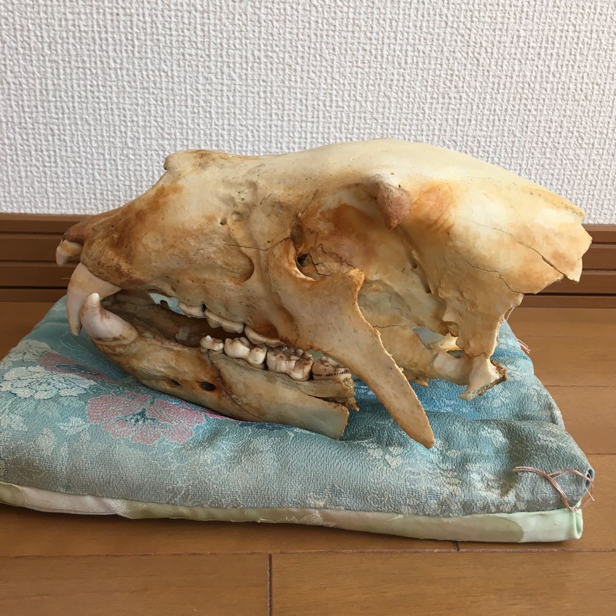 北海道 ヒグマの頭蓋骨 骨 (科学、自然)｜売買されたオークション情報