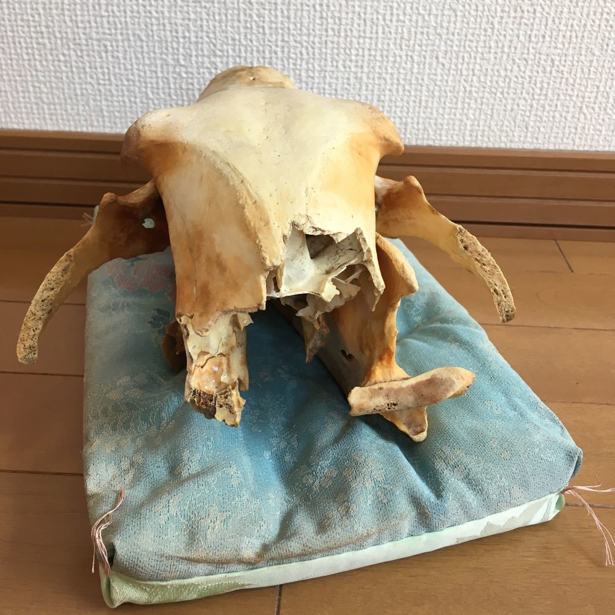 北海道 ヒグマの頭蓋骨 骨 (科学、自然)｜売買されたオークション情報