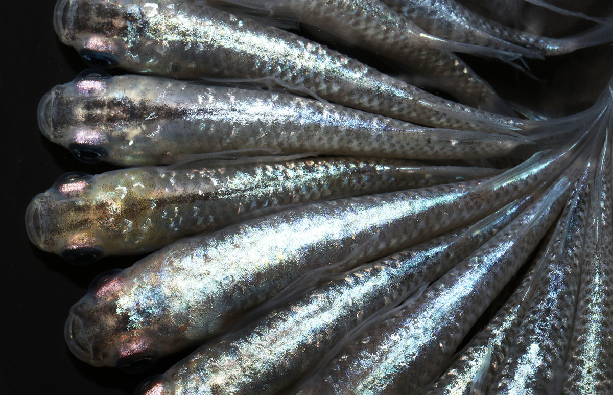 流星の如くスワロー ２０匹 めだか メダカ 日本改良めだか研究所 めだか 売買されたオークション情報 Yahooの商品情報をアーカイブ公開 オークファン Aucfan Com