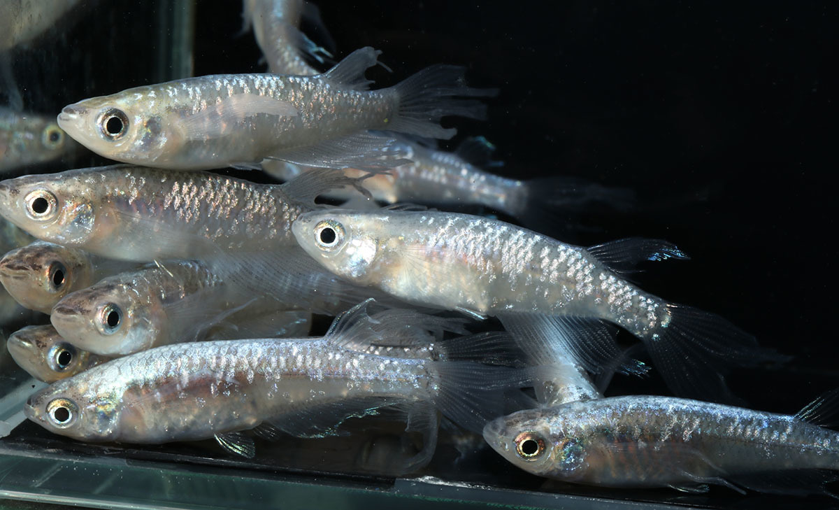 流星の如くスワロー ２０匹 めだか メダカ 日本改良めだか研究所 めだか 売買されたオークション情報 Yahooの商品情報をアーカイブ公開 オークファン Aucfan Com