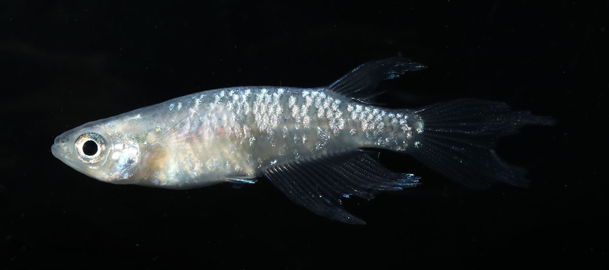 流星の如くスワロー ２０匹 めだか メダカ 日本改良めだか研究所 めだか 売買されたオークション情報 Yahooの商品情報をアーカイブ公開 オークファン Aucfan Com