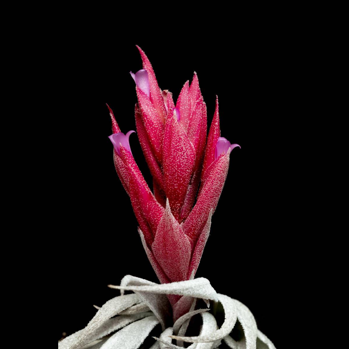 Grex sibling of Tillandsia 