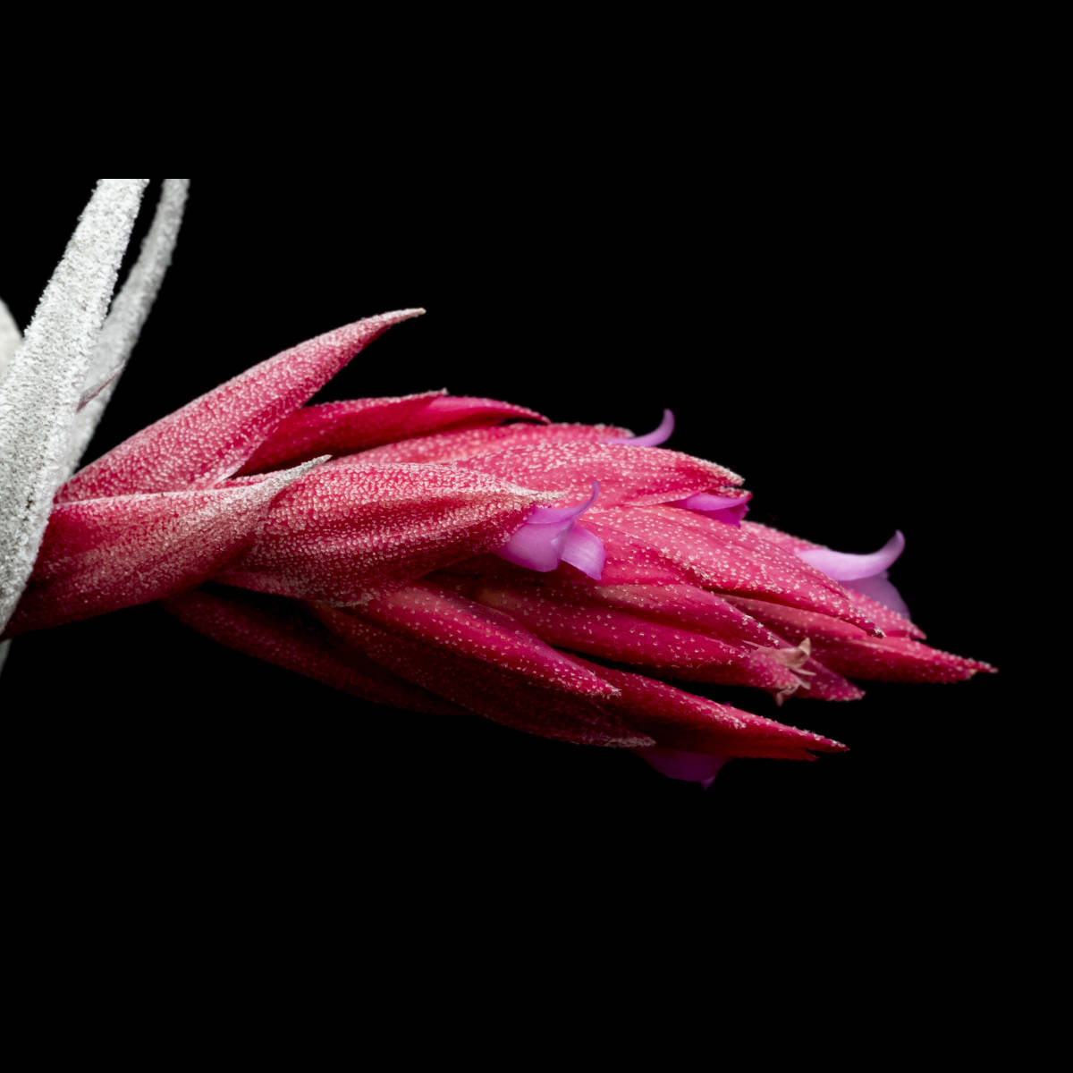 Grex sibling of Tillandsia 