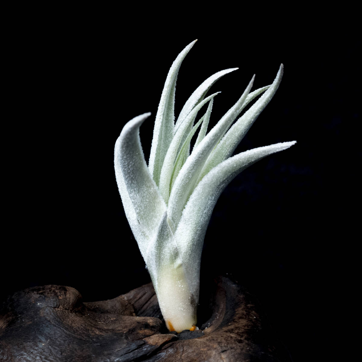 Grex sibling of Tillandsia 