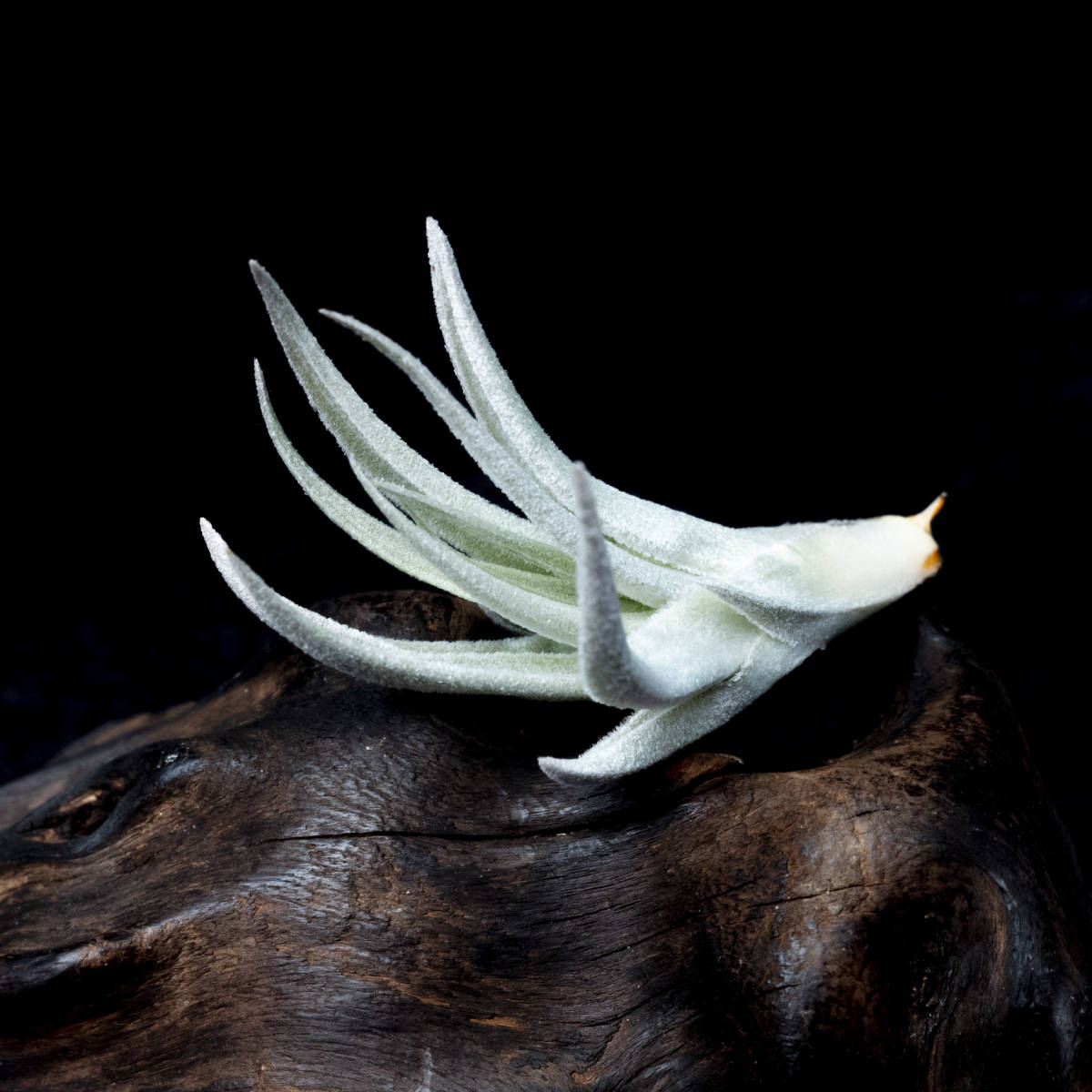 Grex sibling of Tillandsia 