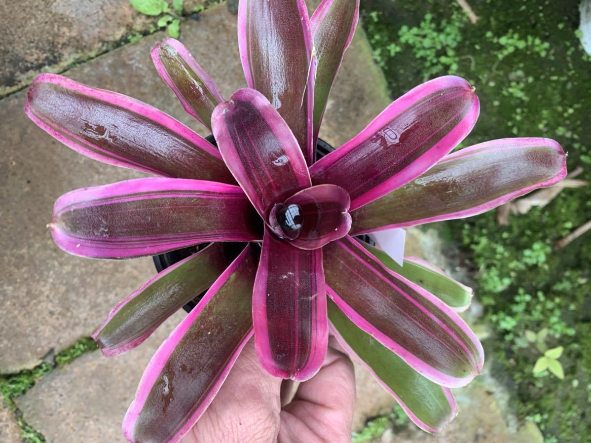 綺麗 ネオレゲリア ファイヤーボール タンクブロメリア ダースベーダー 観葉植物 売買されたオークション情報 Yahooの商品情報をアーカイブ公開 オークファン Aucfan Com