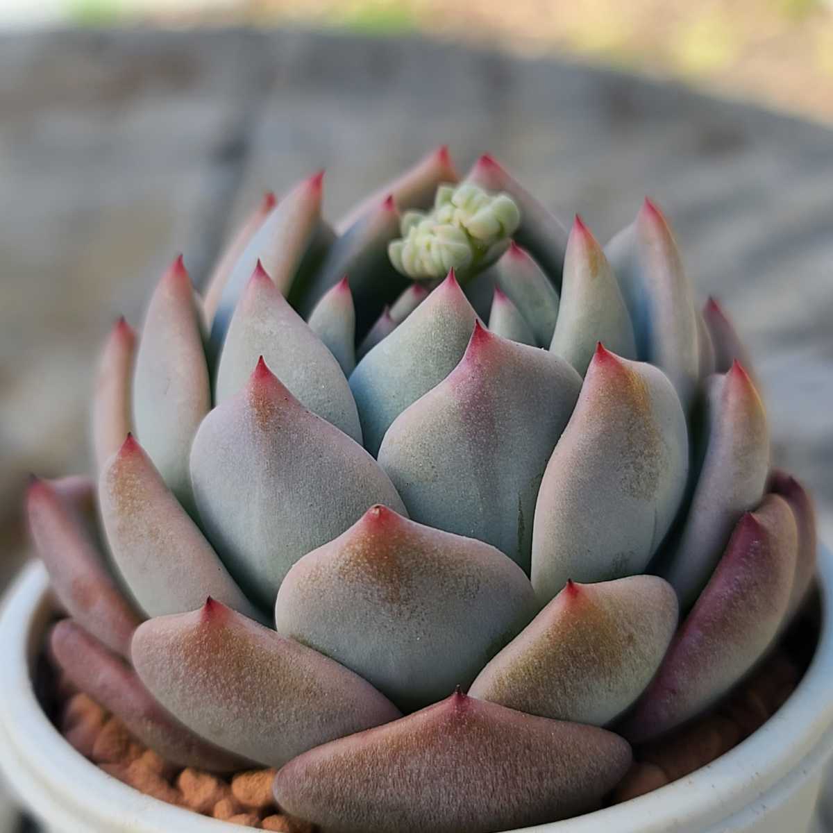 相府連 ザラチワ ラウイ 実生苗 A 多肉植物 観葉植物 売買されたオークション情報 Yahooの商品情報をアーカイブ公開 オークファン Aucfan Com