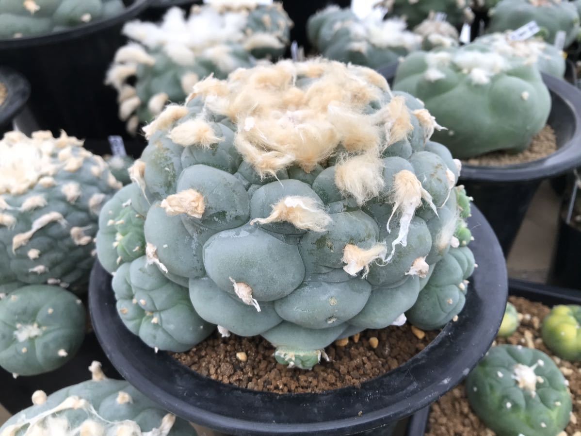 サボテン 多肉植物 疣銀冠玉交配 実生苗 Interioriza Com Mx