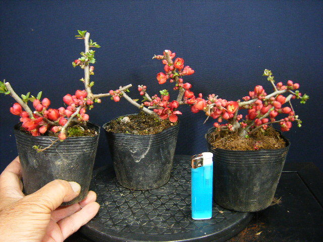 イズボンサイ 草木瓜 紅しどみ 三鉢セット小品盆栽用素材 古木 樹高10cm 草木瓜 木瓜 濃い紅 小品 その他 売買されたオークション情報 Yahooの商品情報をアーカイブ公開 オークファン Aucfan Com イズボンサイ 草木瓜 紅しどみ 三鉢セット小品盆栽用素材 古木 樹高10cm 草木瓜 木瓜 濃い紅 小品 その他 売買されたオークション情報 Yahooの商品情報をアーカイブ公開 オークファン Aucfan Com