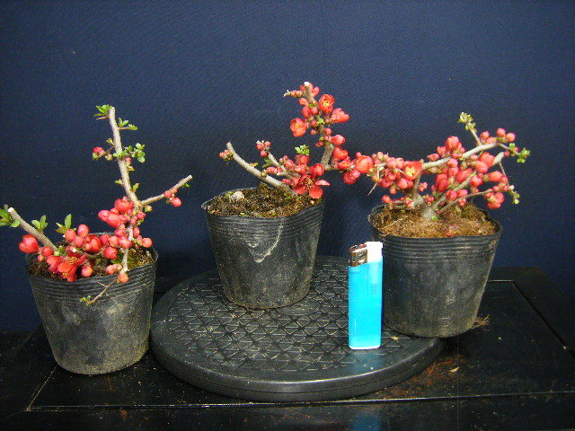 イズボンサイ 草木瓜 紅しどみ 三鉢セット小品盆栽用素材 古木 樹高10cm 草木瓜 木瓜 濃い紅 小品 その他 売買されたオークション情報 Yahooの商品情報をアーカイブ公開 オークファン Aucfan Com イズボンサイ 草木瓜 紅しどみ 三鉢セット小品盆栽用素材 古木 樹高10cm 草木瓜 木瓜 濃い紅 小品 その他 売買されたオークション情報 Yahooの商品情報をアーカイブ公開 オークファン Aucfan Com