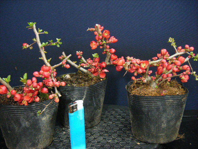 イズボンサイ 草木瓜 紅しどみ 三鉢セット小品盆栽用素材 古木 樹高10cm 草木瓜 木瓜 濃い紅 小品 その他 売買されたオークション情報 Yahooの商品情報をアーカイブ公開 オークファン Aucfan Com イズボンサイ 草木瓜 紅しどみ 三鉢セット小品盆栽用素材 古木 樹高10cm 草木瓜 木瓜 濃い紅 小品 その他 売買されたオークション情報 Yahooの商品情報をアーカイブ公開 オークファン Aucfan Com