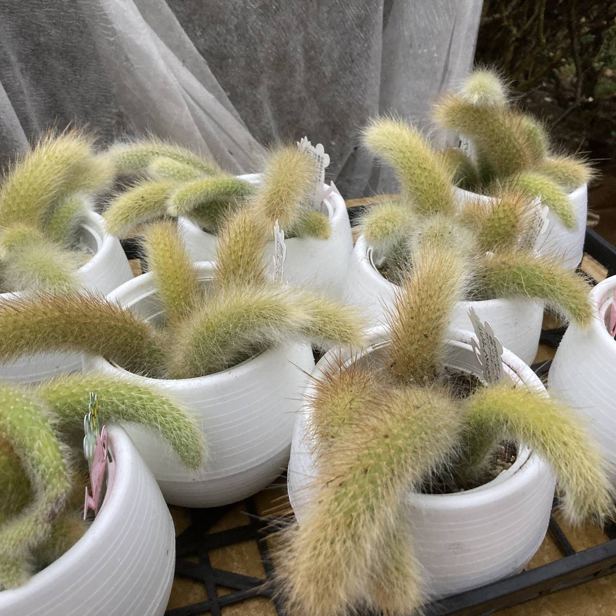 魅惑の多肉植物 数量４ サボテンヒモサボテン ヒルデウィンテラ ２鉢セット その他 売買されたオークション情報 Yahooの商品情報をアーカイブ公開 オークファン Aucfan Com