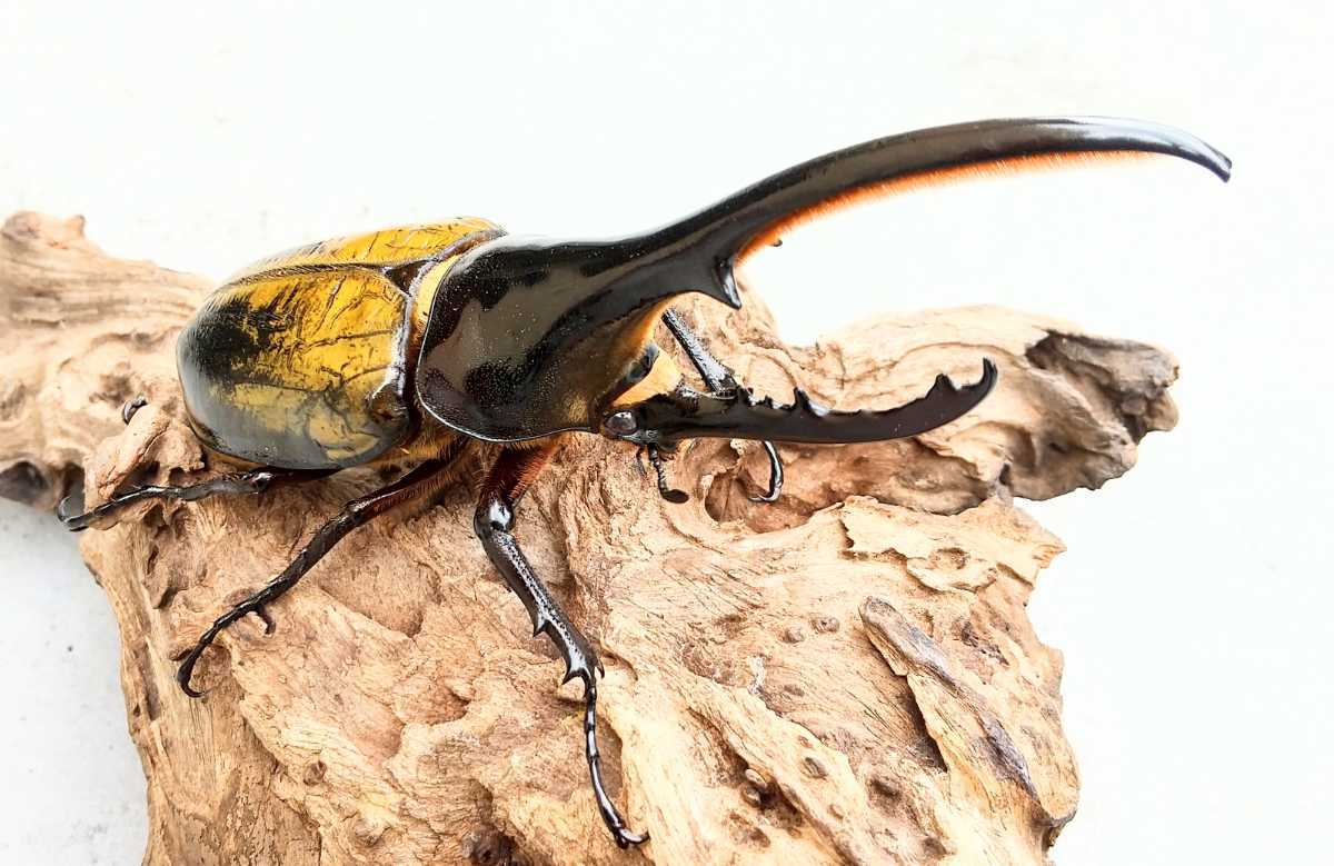 ヘラクレスオオカブト オスメスペア 未使用 優良血統 カブトムシ オスメスセット Stage Oucpowersgrowth Com