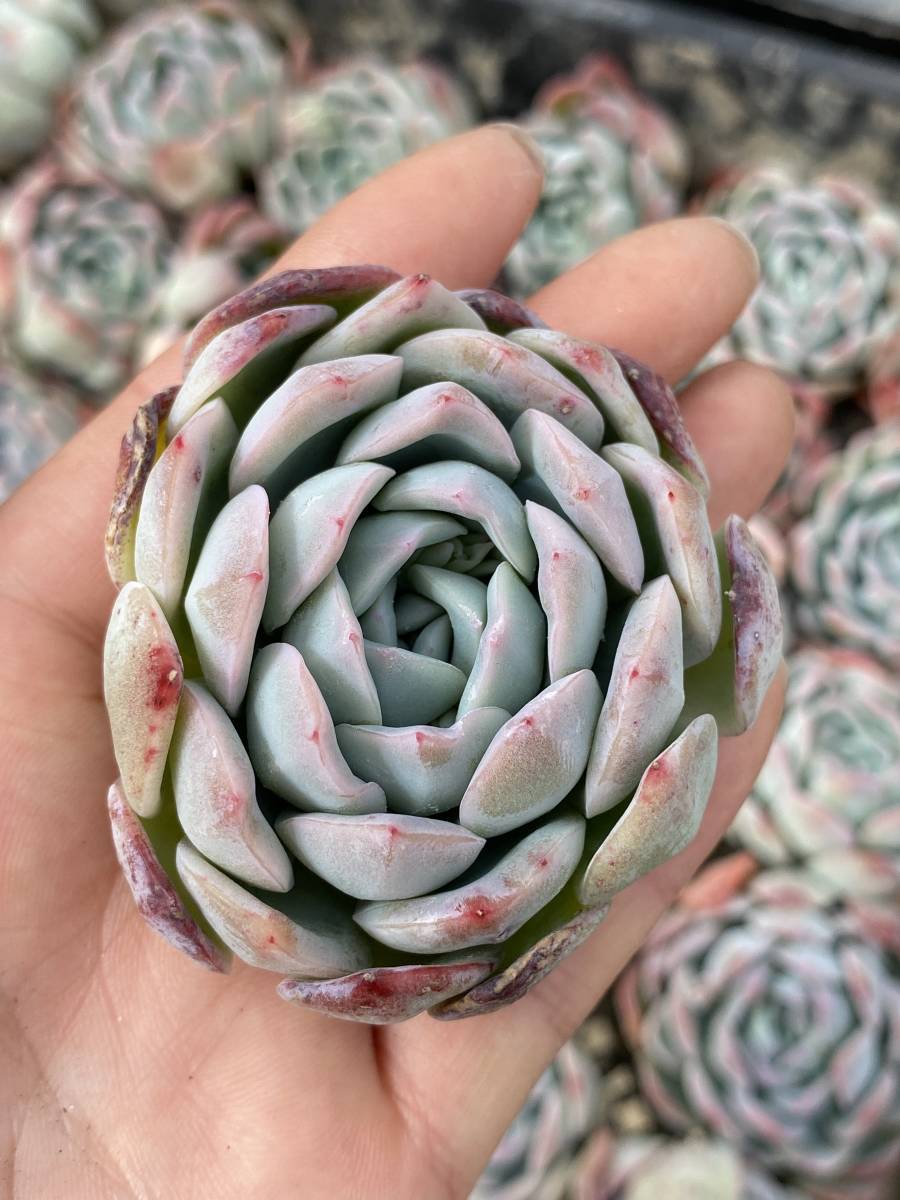 多肉植物 エケベリア Sasa ササ 花 園芸 サボテン 25個 超美苗 サボテン 観葉植物 花 園芸 東京在庫 最短当日出荷cd219 サボテン 売買されたオークション情報 Yahooの商品情報をアーカイブ公開 オークファン Aucfan Com