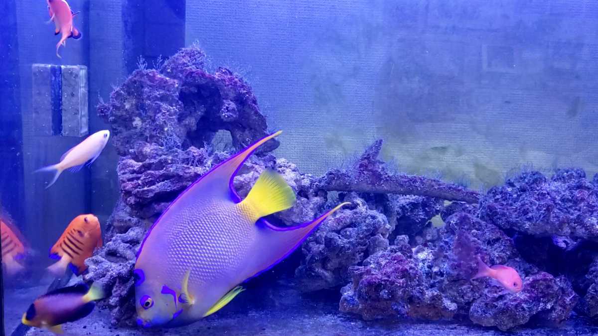 海水魚達 クイーンエンゼル フレームエンゼル ゴールデンエンゼル マルチカラーエンゼル カクレクマノミ オハグロヤッコ ハナゴイ 海水魚 売買されたオークション情報 Yahooの商品情報をアーカイブ公開 オークファン Aucfan Com