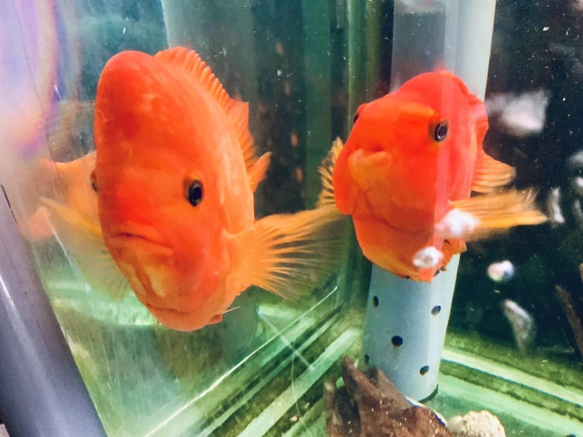 繁殖成功！フラワーホーン×キングコングパロットファイヤー(淡水魚 