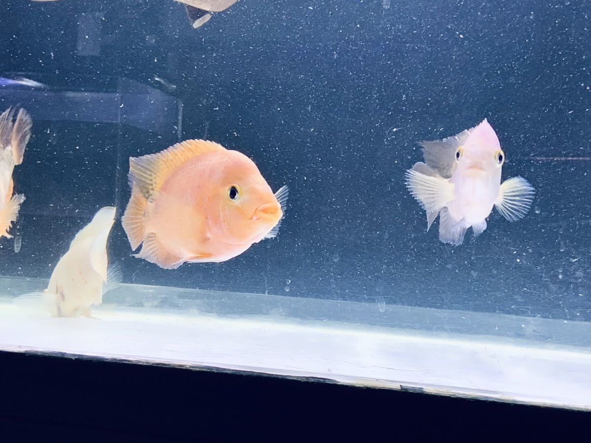 繁殖成功 フラワーホーン キングコングパロットファイヤー その他 売買されたオークション情報 Yahooの商品情報をアーカイブ公開 オークファン Aucfan Com