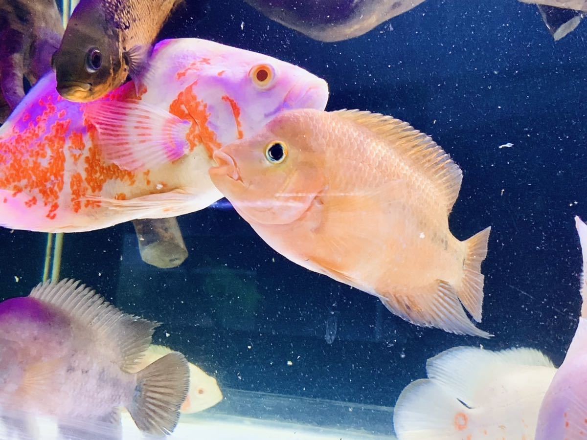 繁殖成功 フラワーホーン キングコングパロットファイヤー その他 売買されたオークション情報 Yahooの商品情報をアーカイブ公開 オークファン Aucfan Com