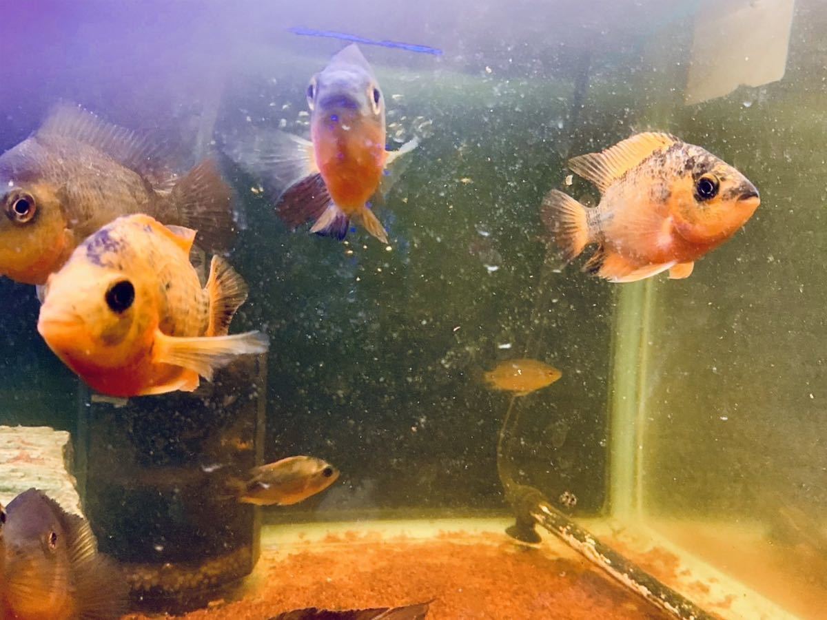 繁殖成功 フラワーホーン キングコングパロットファイヤー その他 売買されたオークション情報 Yahooの商品情報をアーカイブ公開 オークファン Aucfan Com