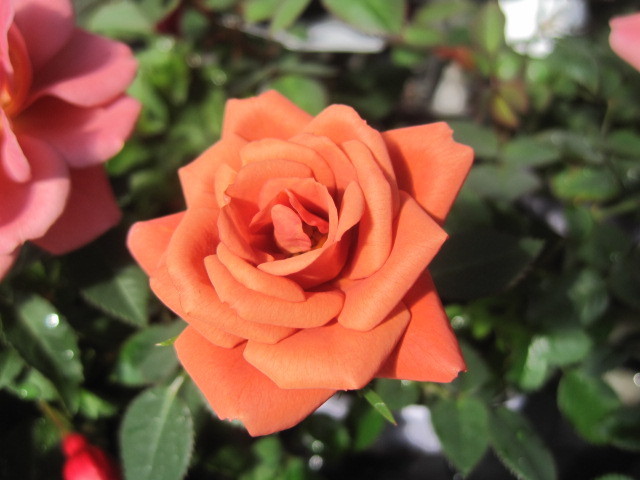 ミニバラ苗 テディベア 10 5センチポット レンガ色 登録品種レッドミニモ バラ 売買されたオークション情報 Yahooの商品情報をアーカイブ公開 オークファン Aucfan Com