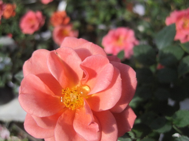 ミニバラ苗 テディベア 10 5センチポット レンガ色 登録品種レッドミニモ バラ 売買されたオークション情報 Yahooの商品情報をアーカイブ公開 オークファン Aucfan Com