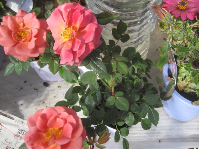 ミニバラ苗 テディベア 10 5センチポット レンガ色 登録品種レッドミニモ バラ 売買されたオークション情報 Yahooの商品情報をアーカイブ公開 オークファン Aucfan Com