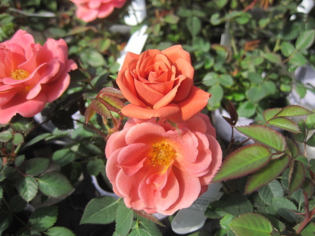 ミニバラ苗 テディベア 10 5センチポット レンガ色 登録品種レッドミニモ バラ 売買されたオークション情報 Yahooの商品情報をアーカイブ公開 オークファン Aucfan Com