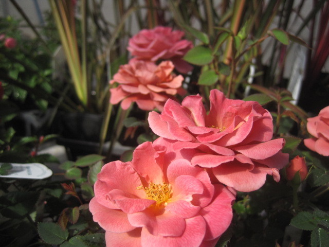 ミニバラ苗 テディベア 10 5センチポット レンガ色 登録品種レッドミニモ バラ 売買されたオークション情報 Yahooの商品情報をアーカイブ公開 オークファン Aucfan Com