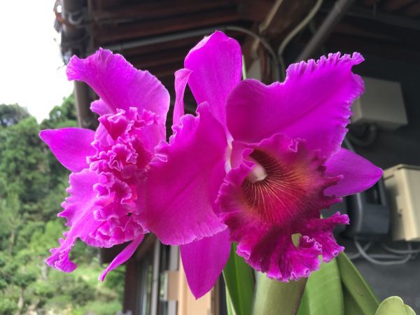 Norman's Bay 'Gothic' Rlc. | Orchid Blc. FCC⁄AOS Slippertalk Forum
