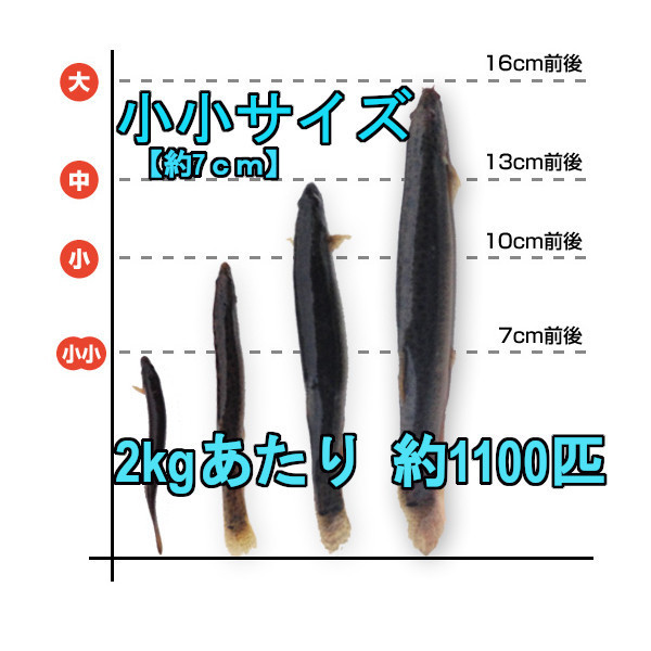 活どじょう 小小2kg 約7cm 平均1100匹 泥鰌 食用 活き餌 釣り餌 生餌 熱帯魚 古代魚のエサにはドジョウ えさ 川魚 淡水魚 ...