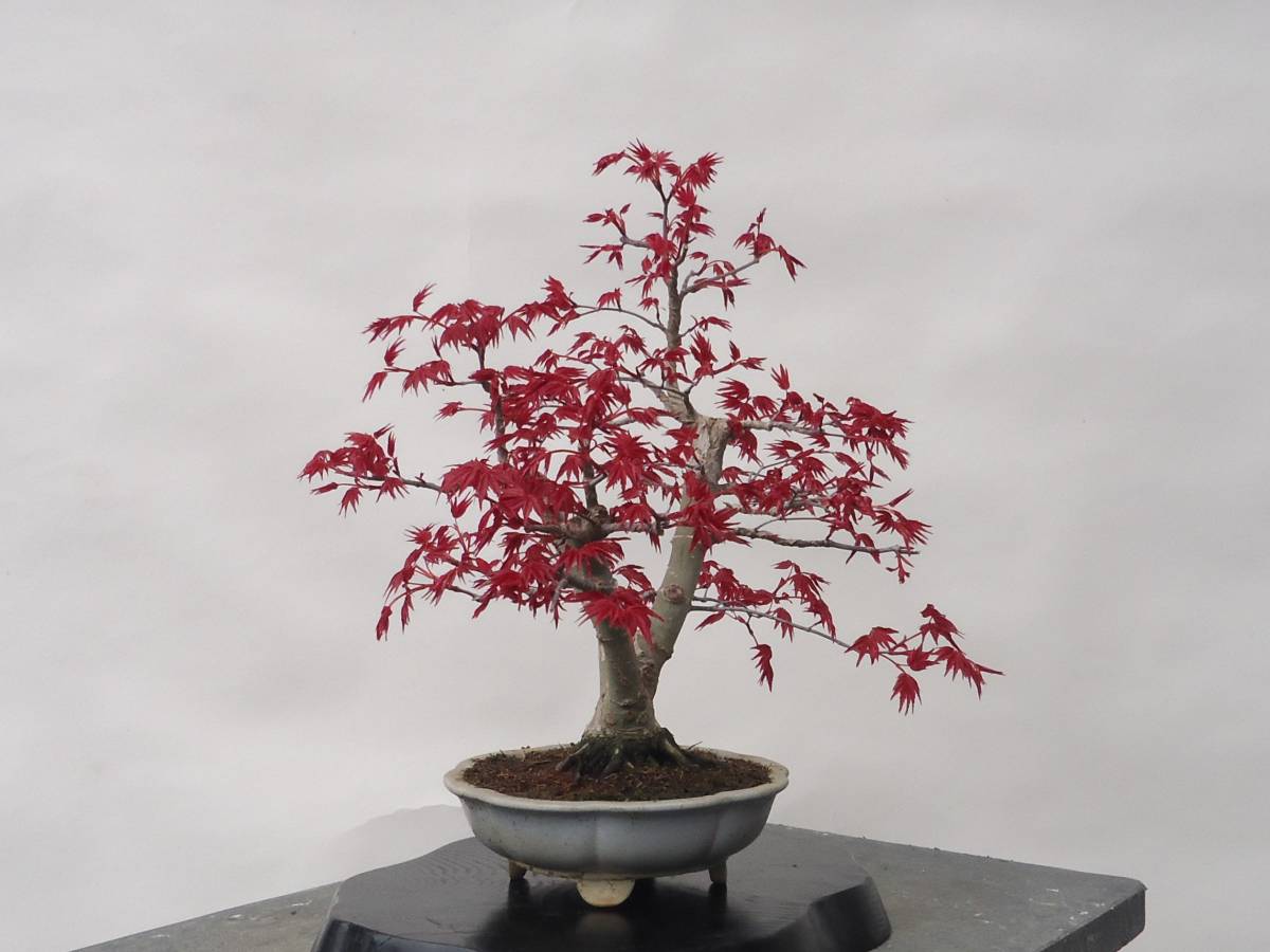 出猩々 しょうじょう もみじ 樹高30 取り木仕立 八方根張 楓 かえで 売買されたオークション情報 Yahooの商品情報をアーカイブ公開 オークファン Aucfan Com