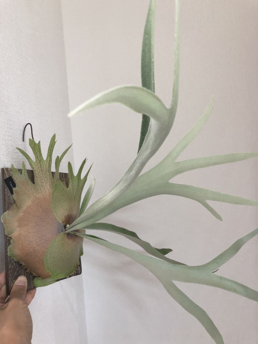 P. veitchii AR #1 (pup) Select artPLANTs ビカクシダ