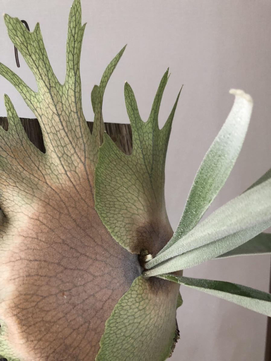 P. veitchii AR #1 (pup) Select artPLANTs ビカクシダ