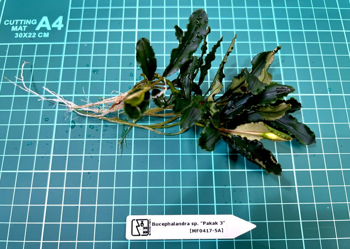  Bucephalandra sp. &rdquo;Pakak3&rdquo; MF0417-5A MF便 増殖株 ブセファランドラ ①(水草)｜売買されたオークション情報、yahooの商品情報をアーカイブ公開 - オークファン その他