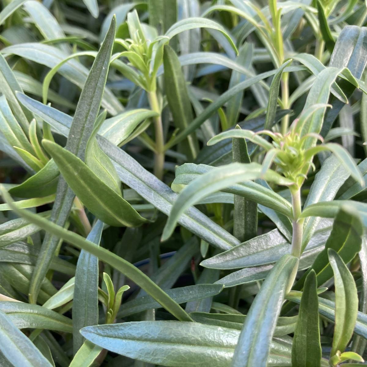 22春の新苗 数量6 耐寒性多年草 ペンステモン エレクトリックブルー ４ポット 苗 売買されたオークション情報 Yahooの商品情報をアーカイブ公開 オークファン Aucfan Com