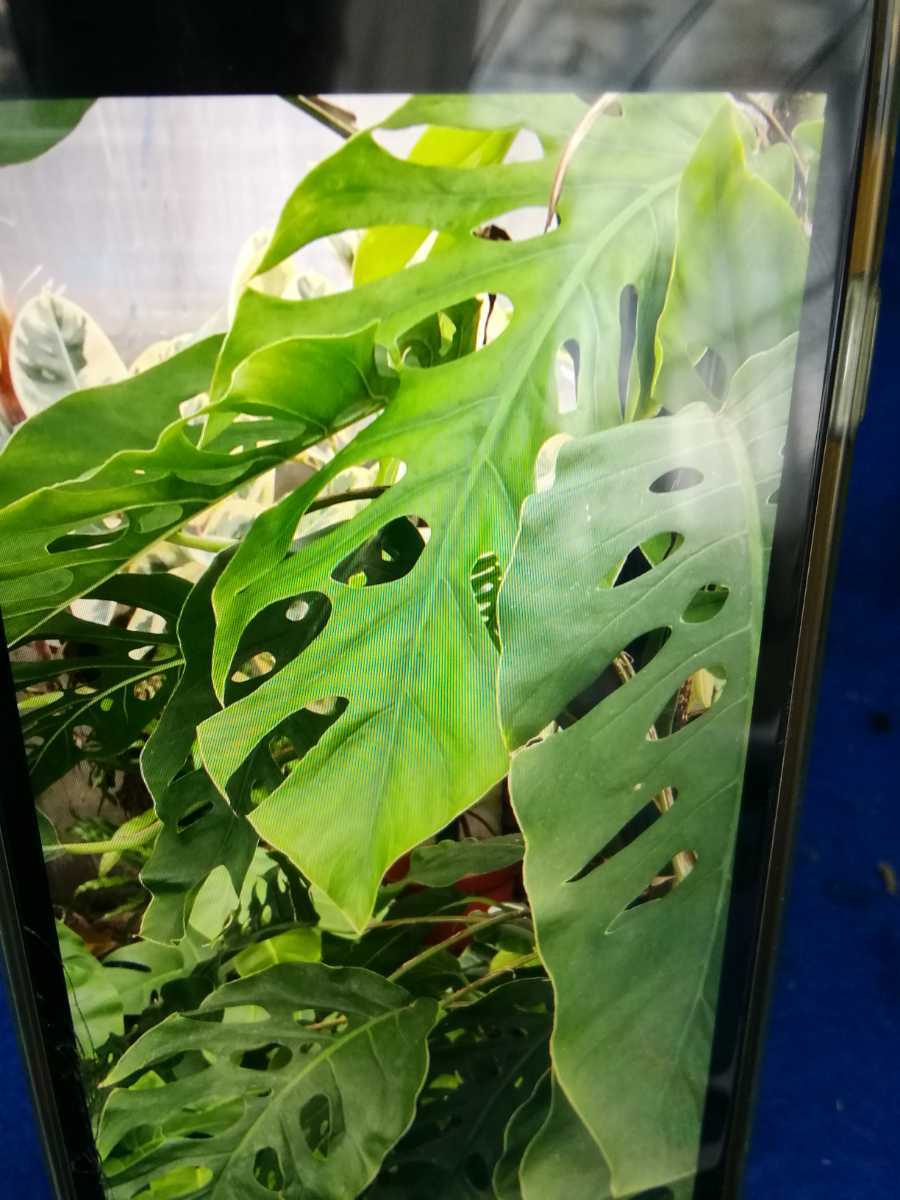 No 0413 古典 レアモンステラ ドゥビア コルク付き 観葉植物 モンステラ 売買されたオークション情報 Yahooの商品情報をアーカイブ公開 オークファン Aucfan Com