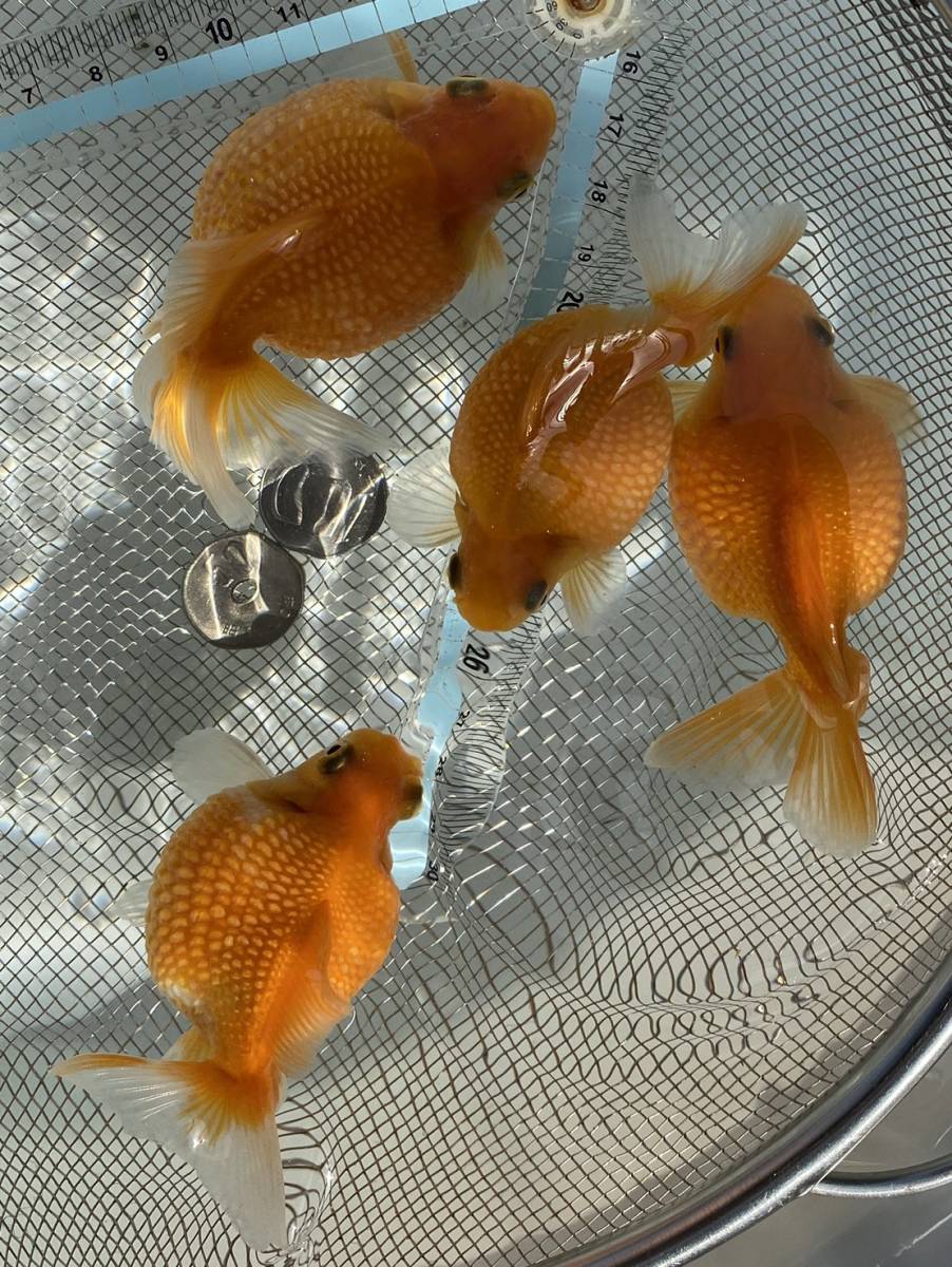 5 静岡有名養魚場産 国産ピンポンパール 2歳魚 4匹セット 北海道 九州 福岡県以外 青森 秋田 沖縄及び離島の方は御遠慮下さい その他 売買されたオークション情報 Yahooの商品情報をアーカイブ公開 オークファン Aucfan Com 5 静岡有名養魚場産 国産ピンポンパール 2歳魚 4匹セット 北海道 九州 福岡県以外 青森 秋田 沖縄及び離島の方は御遠慮下さい その他 売買されたオークション情報 Yahooの商品情報をアーカイブ公開 オークファン Aucfan Com