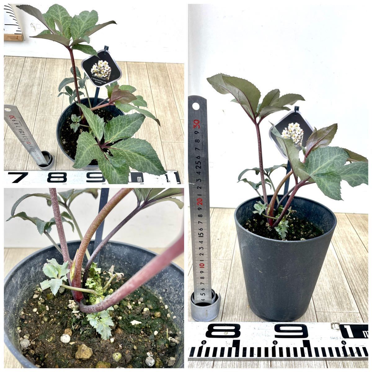 1.【クリスマスローズ MIX 6鉢セット 5号】現品 【公式通販】