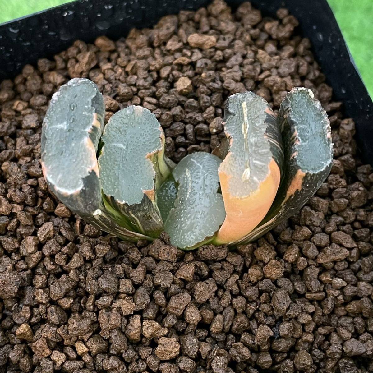 ハオルチア 玉扇 玉扇錦 極上斑 多肉植物 ≧∇≦）多肉植物 大縄