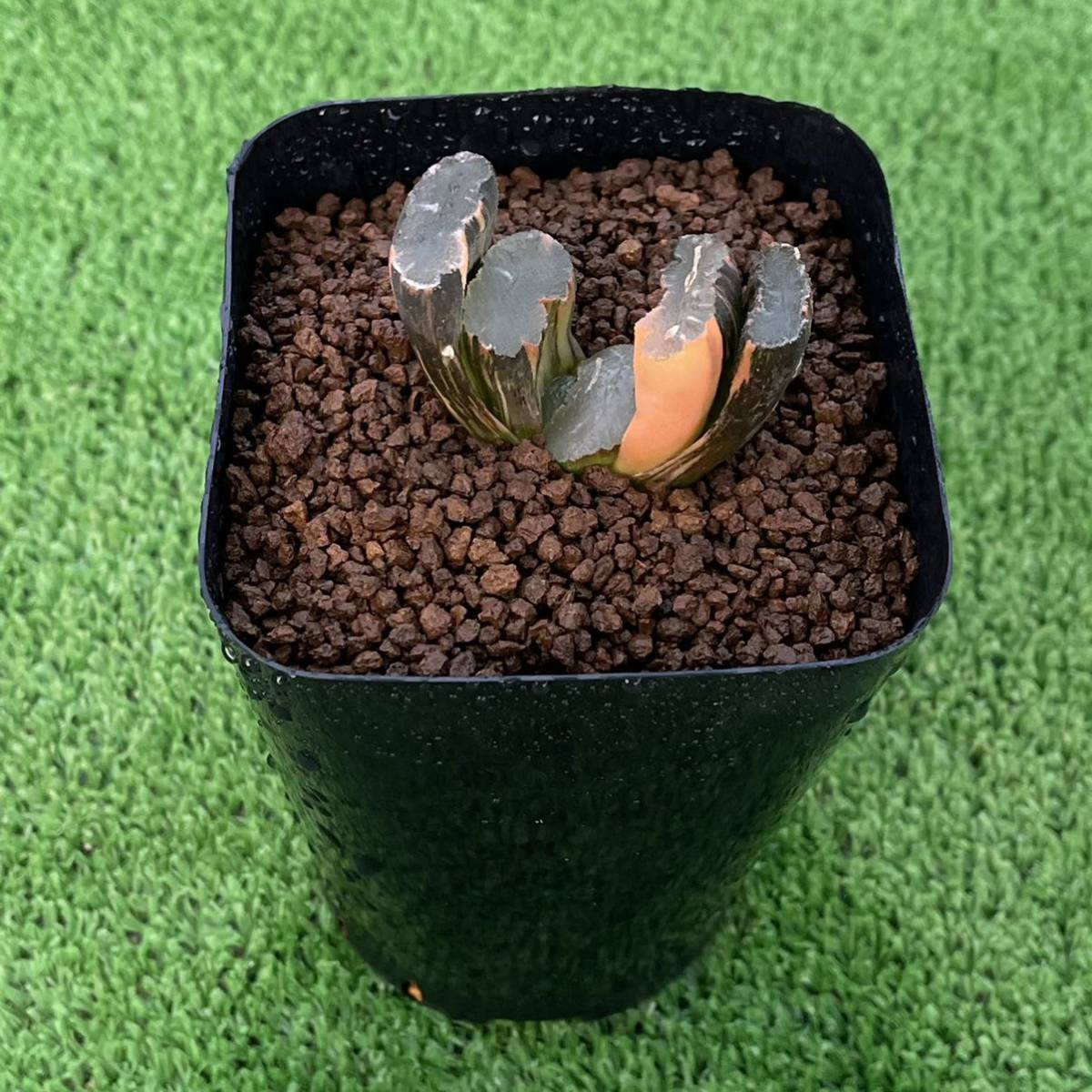 ハオルチア 玉扇 玉扇錦 極上斑 多肉植物 ≧∇≦）多肉植物 大縄