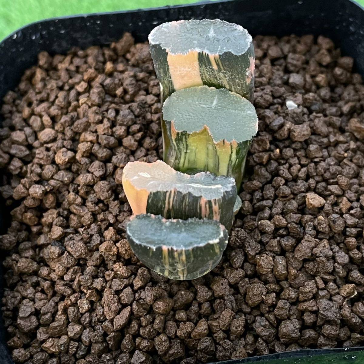 ハオルチア 玉扇 玉扇錦 極上斑 多肉植物 ≧∇≦）多肉植物 大縄