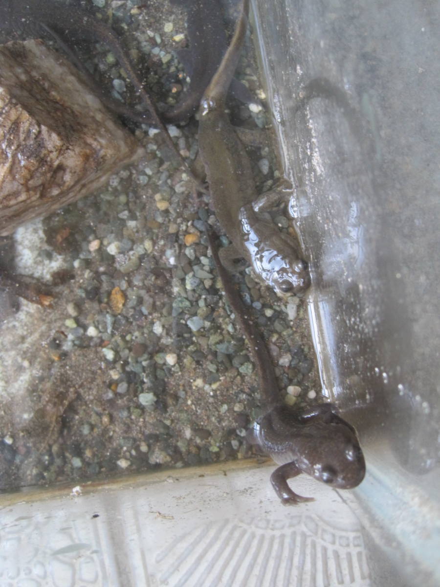 天然。蝦夷サンショウウオ。親1匹。_1