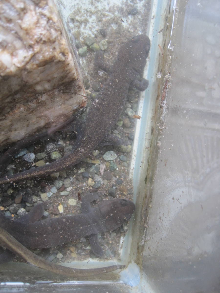 天然。蝦夷サンショウウオ。親1匹。_3